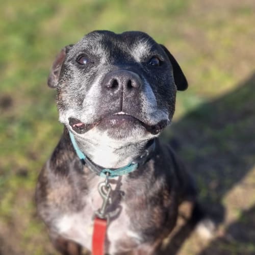 Ollie (60839)