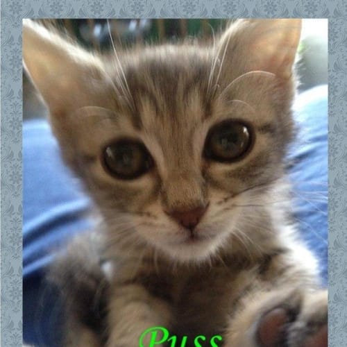 Puss