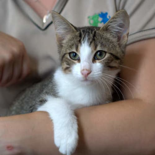 Tiger the Terrific Kitten