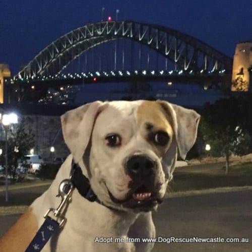 Dolly ~ American Bulldog (on trial 16/07/16)