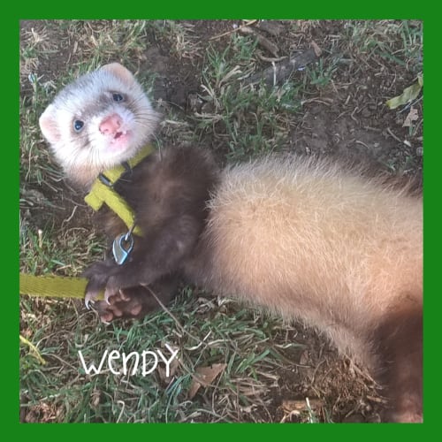 Various ferret kits