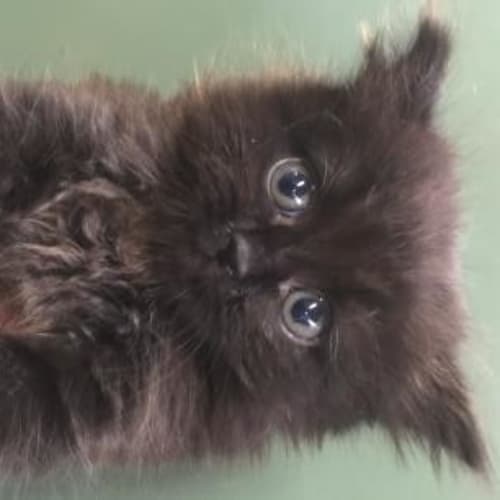 Ewok