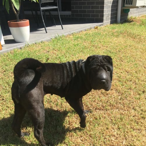 Ava - Shar Pei (on trial 17/04/16)