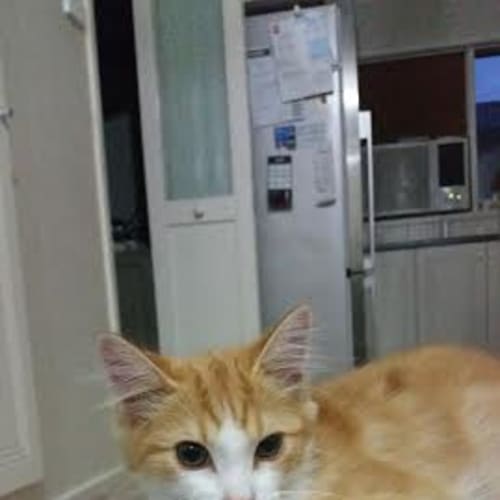 Archie