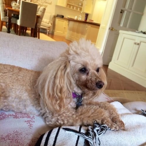 Dior a sweet toy poodle age 10