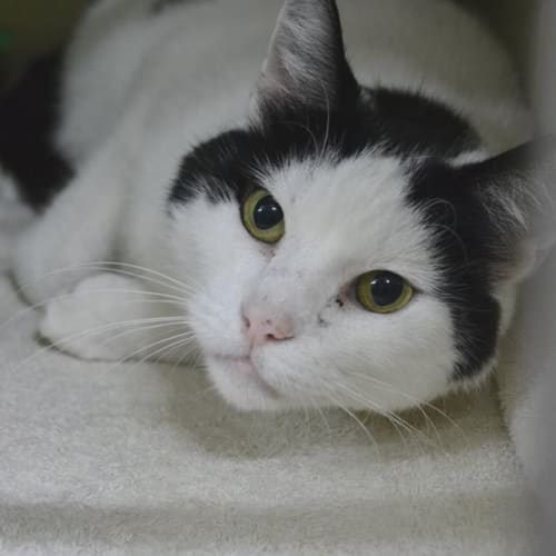 Pudding - Impounded at Canterbury Pound 6 mths now