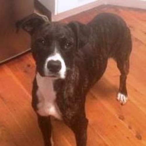 Bubbles ~ Mastiff x (On trial: 25/5/16)