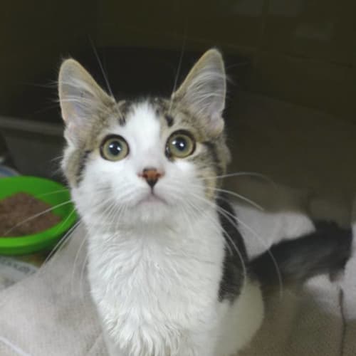 No photo for Jazz The Joyful Kitten