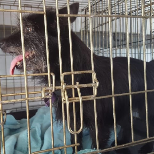 Noelle (adoption pending)