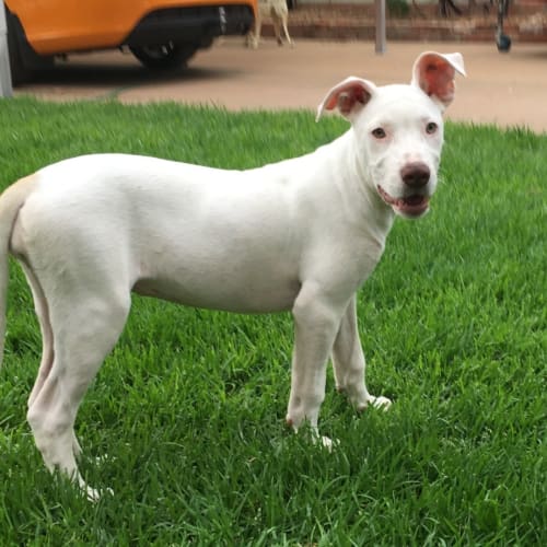 Snow *On Trial in Her New Home*