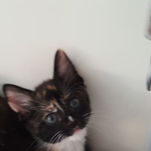 Kissa