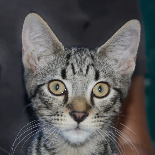 Hugo