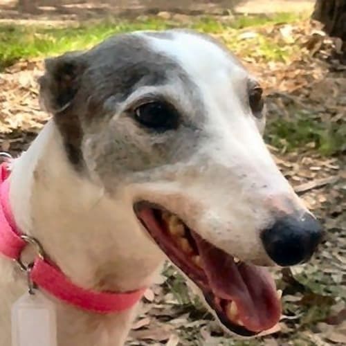 Lucy is checking out her new home