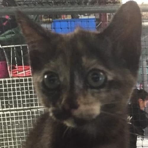 Skitty