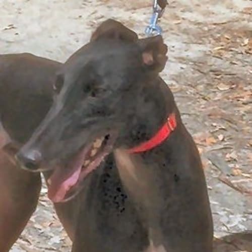 Marley is checking out his new home