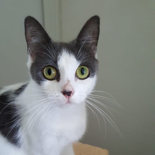 Koshka