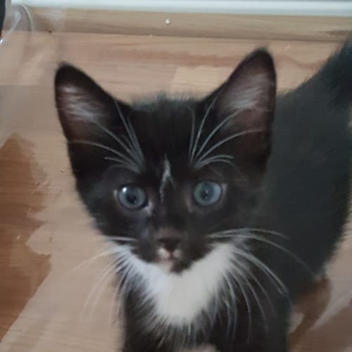 Kedi