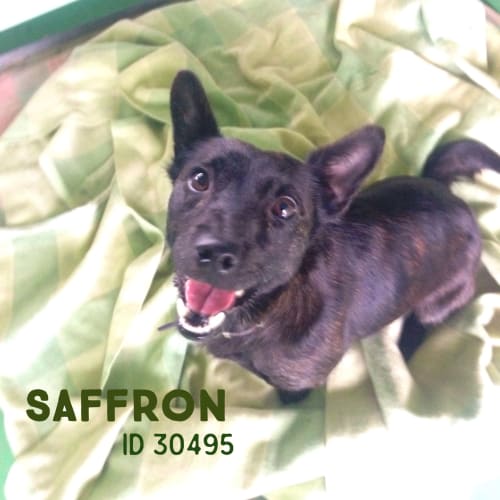 Saffron 30495