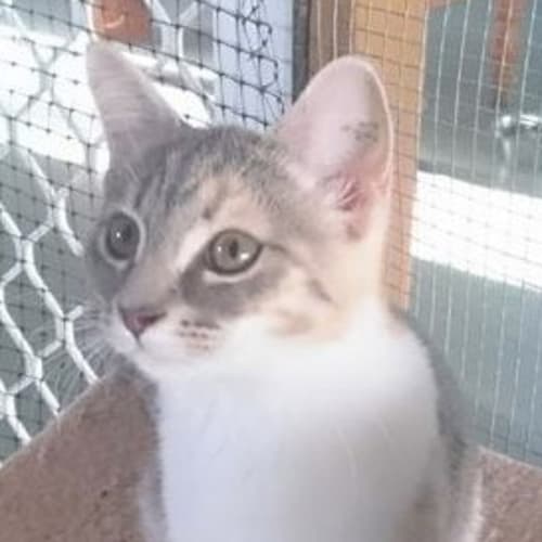 Priscilla