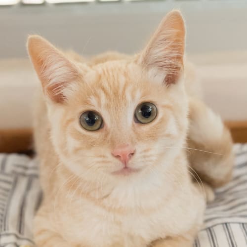 Mr Meowgie