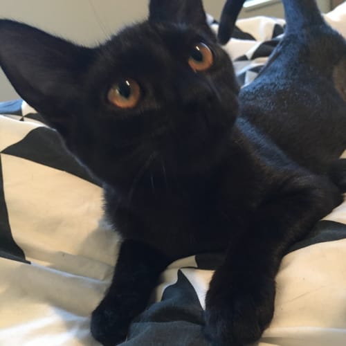 Frankie