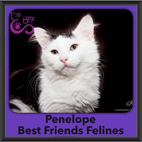 Penelope 