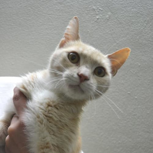 Smooch the Smoochie Cat