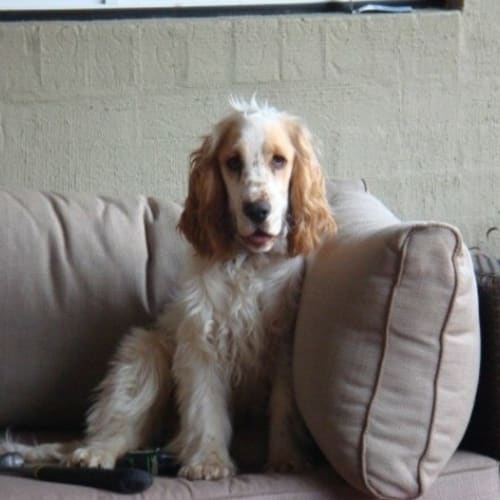Oscar 