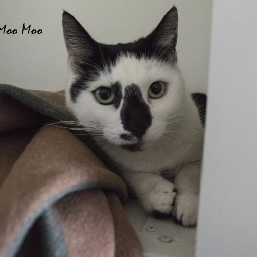 Moo Moo ID30138