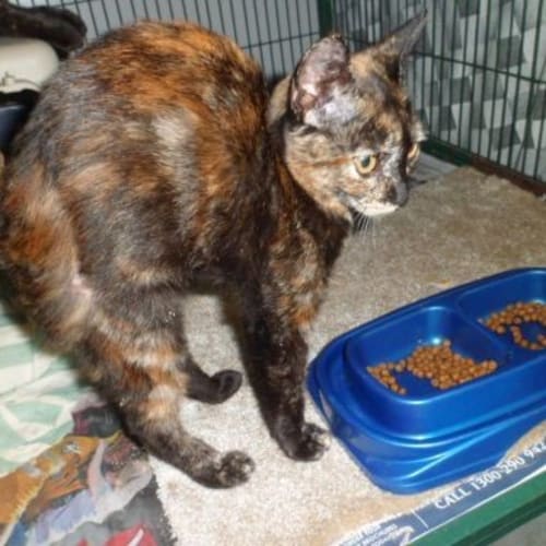 Harrier
