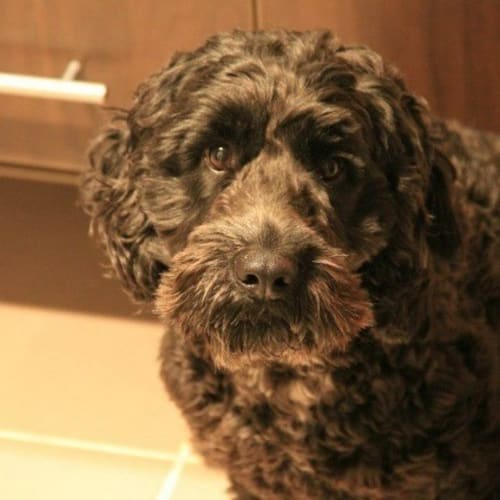 Ted (Teddy Bear) 