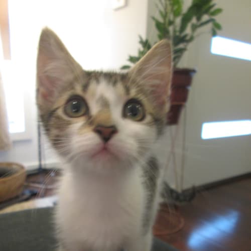 Marmalade