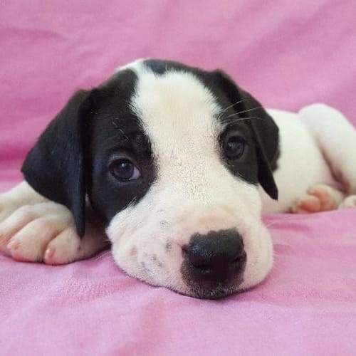 Lulu