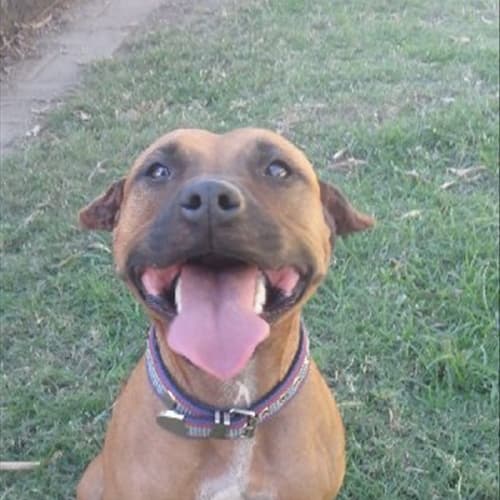 Nova