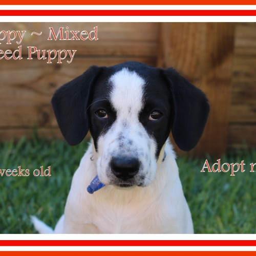 Poppy ~ Puppy, medium sized (Trial 16/4/16)