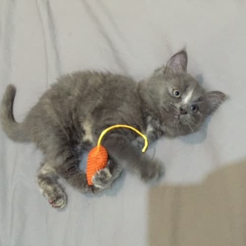 Katniss