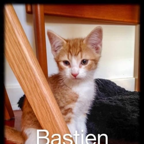Bastein 