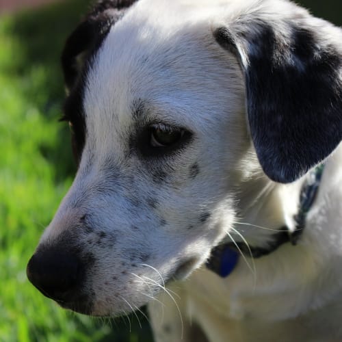 Daisy ~ border collie x puppy, (Trial 11/3/16)