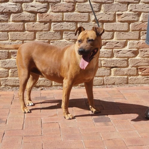 Tula
