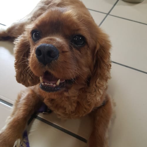 Bailey