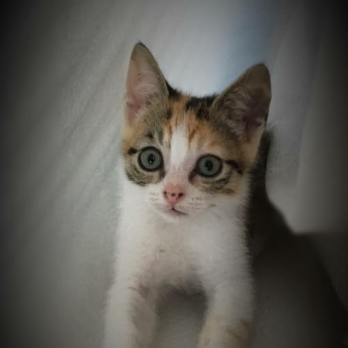 Poppy *•Adopt Me•* Stunning, fun & loving😻!