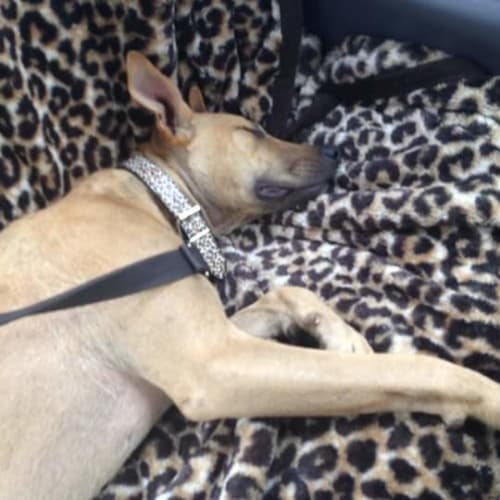 Zena ** Great With Cats  **