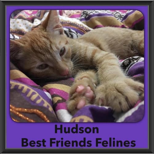 Hudson