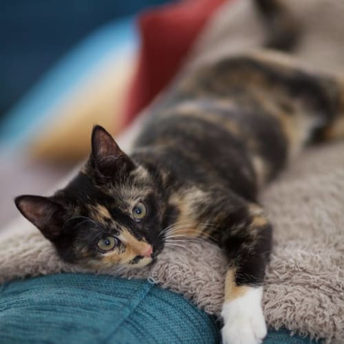 Tora