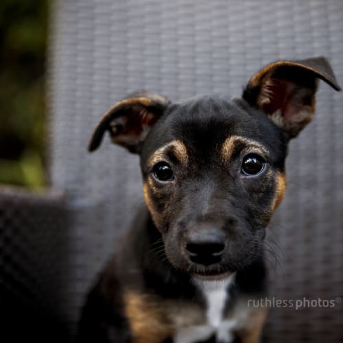 Peso