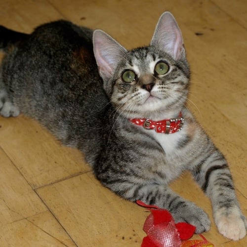 Daisy *•Adopt Me•* I'm purrfect😻!Adoption fee $50!