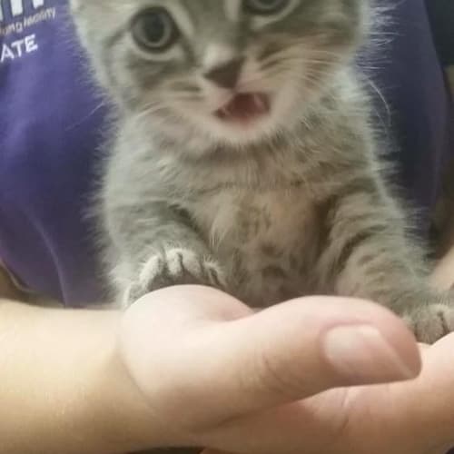 Hugo