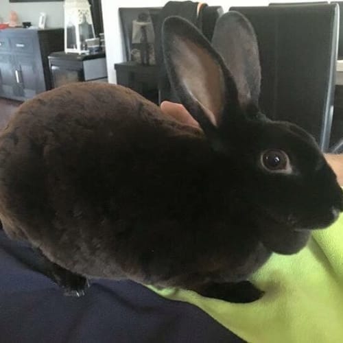 Velvet *the softest of them all*