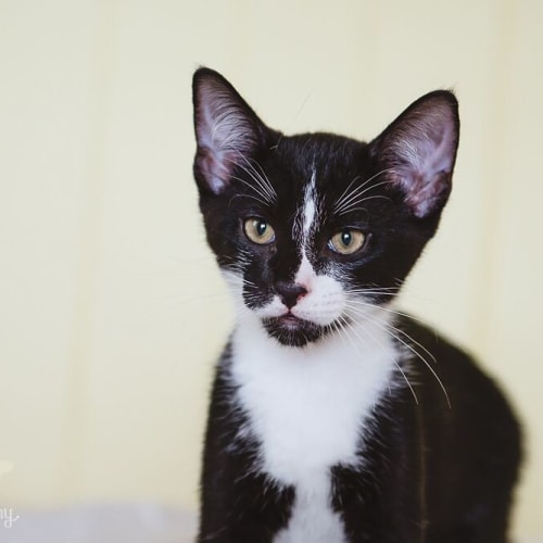Tobi ♥ $25 Meow's The Time Special ♥ 