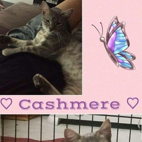 Cashmere